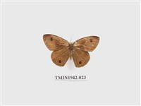 藏品(密紋波眼蝶)的圖片